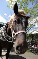 山や緑に囲まれた温泉、湯布院